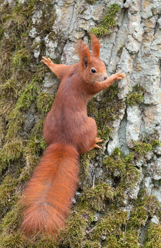 欧亚红松鼠(Sciurus vulgaris)